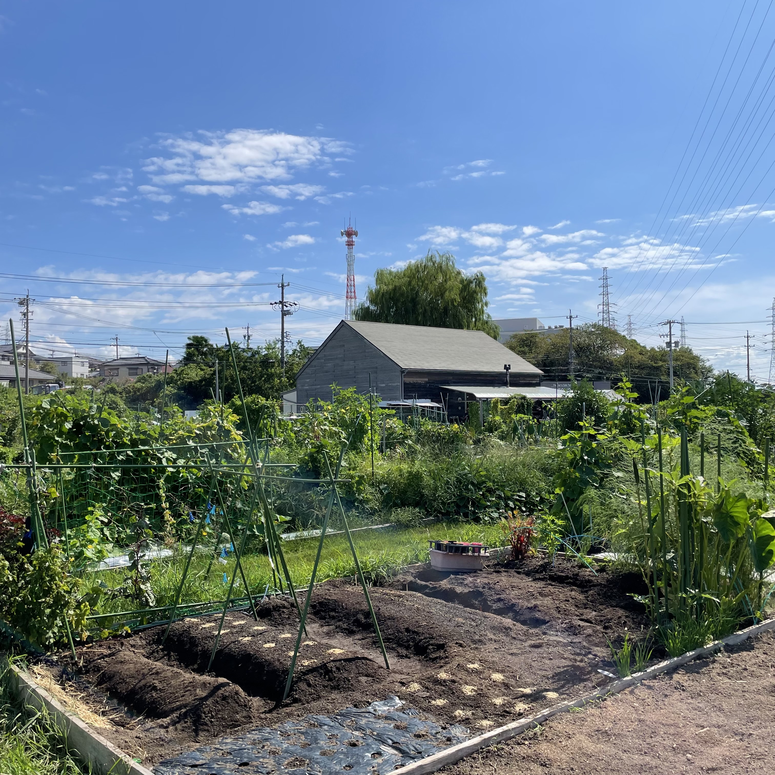 青空の下、野菜が育つ下田ビレッジの畑